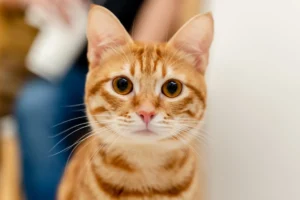 Baby Cat Blood Type Test at Home: A Comprehensive Guide for Pet Owners