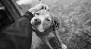 What is the confirmatory test for canine distemper?
